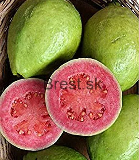 Psidium catleana